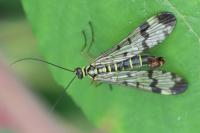 Panorpa communis