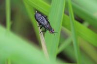 Coremacera marginata