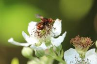 Sicus ferrugineus