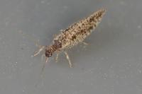 Micromus variegatus