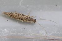 Micromus variegatus