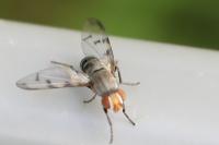 Herina tristis
