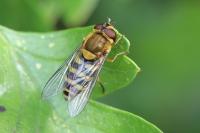 Syrphus ribesii