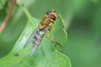 Syrphus ribesii