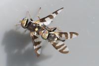 Urophora quadrifasciata