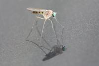 Neurigona quadrifasciata