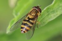 Syrphus ribesii