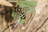 Eupeodes corollae