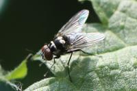 Limnophora tigrina
