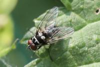 Limnophora tigrina