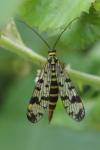 Panorpa vulgaris