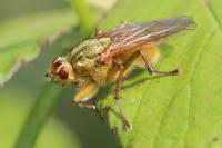 Scathophaga stercoraria