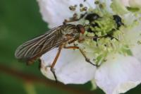 Empis livida