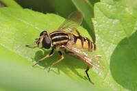 Helophilus pendulus