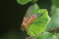 Rhagio tringarius
