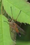 Rhagio tringarius