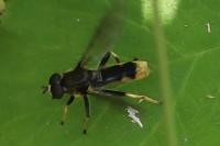 Xylota sylvarum