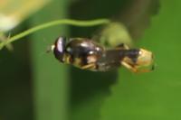 Xylota sylvarum