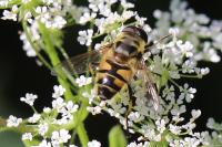 Myathropa florea