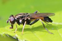 Xylota segnis