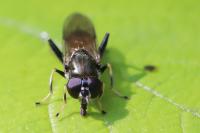 Xylota segnis