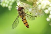 Episyrphus balteatus