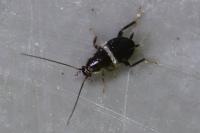Planuncus vinzi