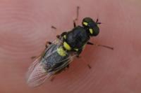 Oxycera leonina