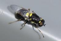 Oxycera leonina