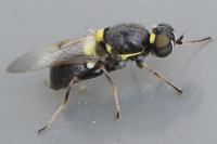 Oxycera leonina