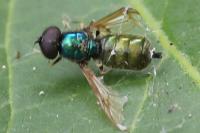 Chloromyia formosa