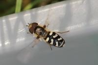 Scaeva pyrastri