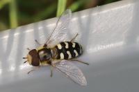 Scaeva pyrastri