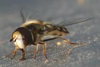 Scaeva pyrastri