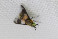 Chrysops viduatus
