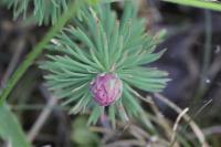 Spurgia euphorbiae