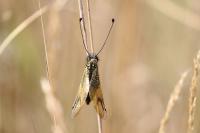 Libelloides longicornis