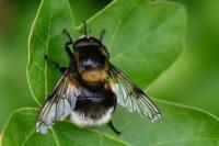 Volucella bombylans