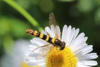 Sphaerophoria scripta