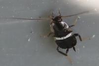 Planuncus vinzi