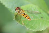 Episyrphus balteatus
