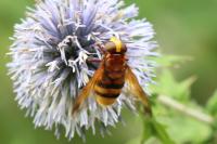 Volucella zonaria