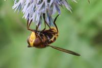 Volucella zonaria