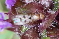 Geomyza tripunctata