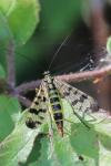 Panorpa vulgaris