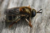 Microdon analis/major