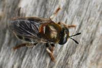 Microdon analis/major