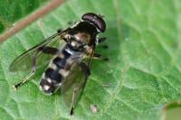 Chalcosyrphus nemorum