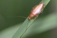 Ectobius pallidus