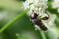 Syritta pipiens